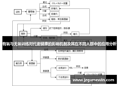 有氧与无氧训练对代谢健康的影响机制及其在不同人群中的应用分析